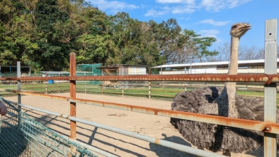 ダチョウ園 宮崎県延岡市舞野町 農園 農場 Yahoo ロコ