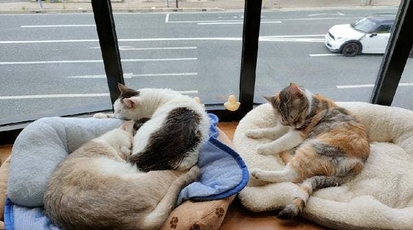 猫カフェ スマイルアゲイン 兵庫県伊丹市西野 カフェ スイーツ Yahoo ロコ